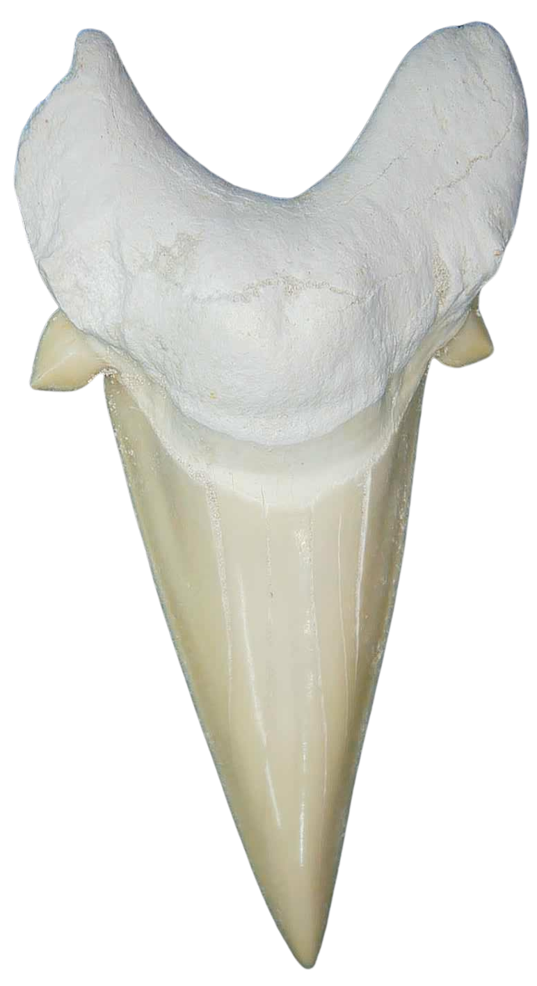 Morocco Eocene A Grade Otodus obliquus Shark tooth 3 inch class 3 | Fossils for Sale Genuine Eocene Age A Grade Otodus obliquu Shark Tooth for Sale from Morocco #3