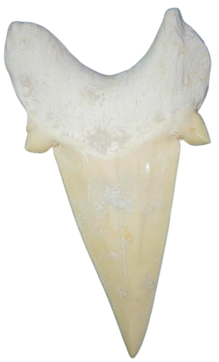 Morocco Eocene A Grade Otodus obliquus Shark tooth 3 inch class 3a | Fossils for Sale Genuine Eocene Age A Grade Otodus obliquu Shark Tooth for Sale from Morocco #3a