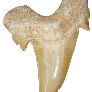 Morocco Eocene A Grade Otodus obliquus Shark tooth 3 inch class 4 | Fossils for Sale Genuine Eocene Age A Grade Otodus obliquu Shark Tooth for Sale from Morocco #4