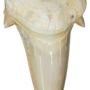 Morocco Eocene A Grade Otodus obliquus Shark tooth 3 inch class 5 | Fossils for Sale Genuine Eocene Age A Grade Otodus obliquu Shark Tooth for Sale from Morocco #5