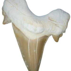 Morocco Eocene A Grade Otodus obliquus Shark tooth 3 inch class 6 | Fossils for Sale Genuine Eocene Age A Grade Otodus obliquu Shark Tooth for Sale from Morocco #6