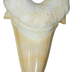 Morocco Eocene A Grade Otodus obliquus Shark tooth 3 inch class 7 | Fossils for Sale Genuine Eocene Age A Grade Otodus obliquu Shark Tooth for Sale from Morocco #7