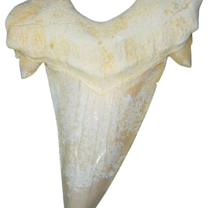 Morocco Eocene A Grade Otodus obliquus Shark tooth 3 inch class 8 | Fossils for Sale Genuine Eocene Age A Grade Otodus obliquu Shark Tooth for Sale from Morocco #8