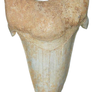 Morocco Eocene A Grade Otodus obliquus Shark tooth 3 inch class 9 | Fossils for Sale Genuine Eocene Age A Grade Otodus obliquu Shark Tooth for Sale from Morocco #9