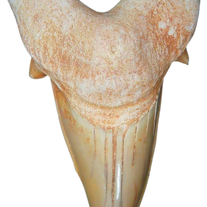 Morocco Eocene A Grade Otodus obliquus Shark tooth 325 inch class 1 | Fossils for Sale Genuine Eocene Age A Grade Otodus obliquu Shark Tooth for Sale from Morocco #1
