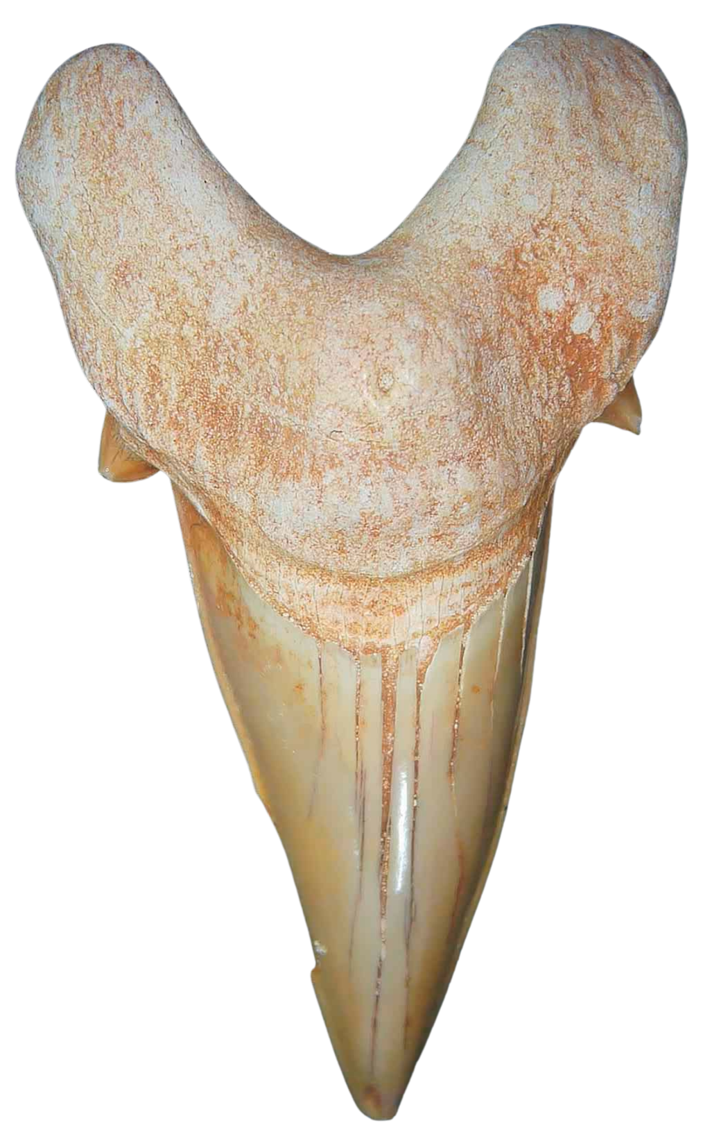 Morocco Eocene A Grade Otodus obliquus Shark tooth 325 inch class 1 | Fossils for Sale Genuine Eocene Age A Grade Otodus obliquu Shark Tooth for Sale from Morocco #1