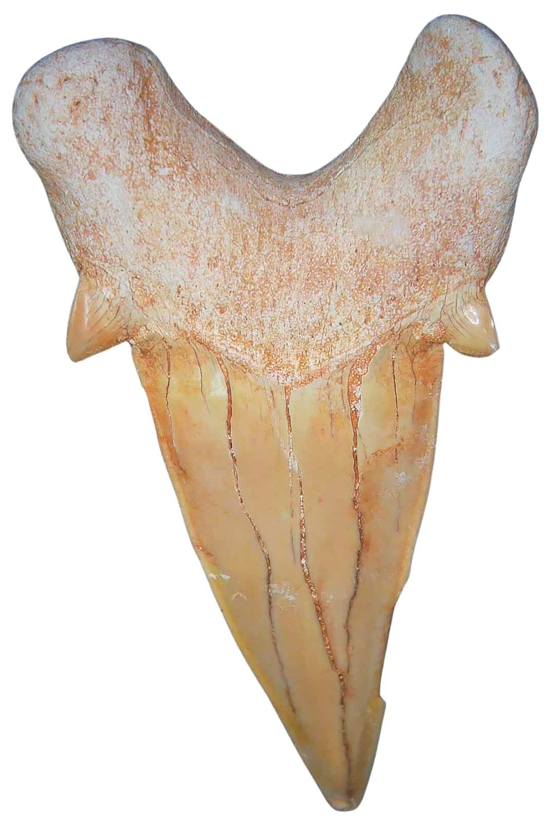 Morocco Eocene A Grade Otodus obliquus Shark tooth 325 inch class 1a | Fossils for Sale Genuine Eocene Age A Grade Otodus obliquu Shark Tooth for Sale from Morocco #1a