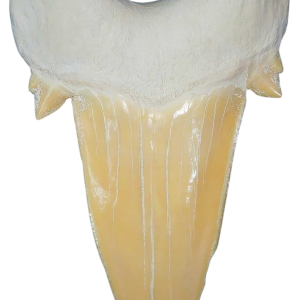 Morocco Eocene A Grade Otodus obliquus Shark tooth 325 inch class 2 | Fossils for Sale Genuine Eocene Age A Grade Otodus obliquu Shark Tooth for Sale from Morocco #2
