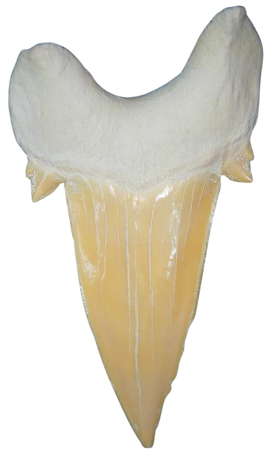 Morocco Eocene A Grade Otodus obliquus Shark tooth 325 inch class 2 | Fossils for Sale Genuine Eocene Age A Grade Otodus obliquu Shark Tooth for Sale from Morocco #2