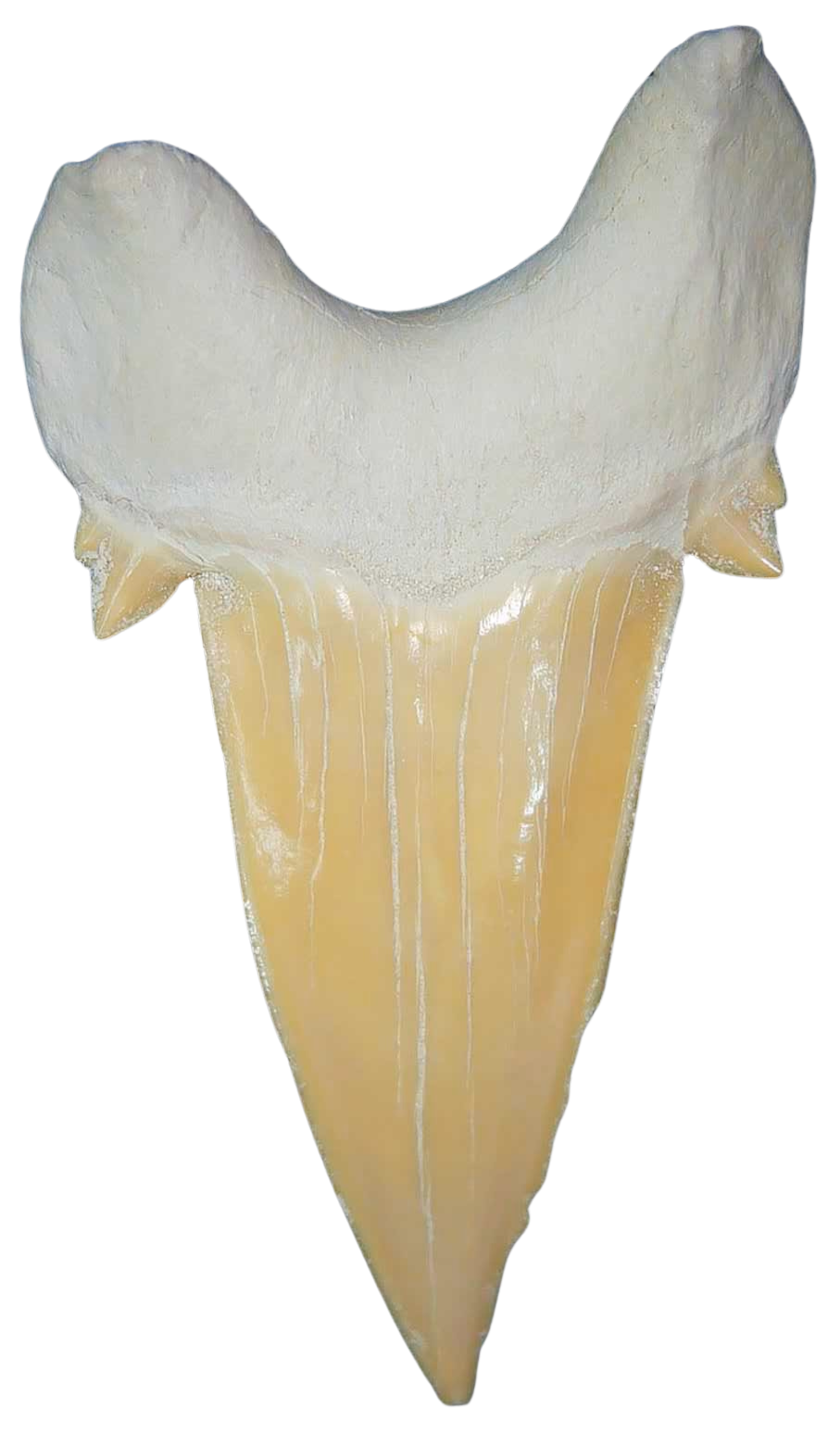 Morocco Eocene A Grade Otodus obliquus Shark tooth 325 inch class 2a | Fossils for Sale Genuine Eocene Age A Grade Otodus obliquu Shark Tooth for Sale from Morocco #2a