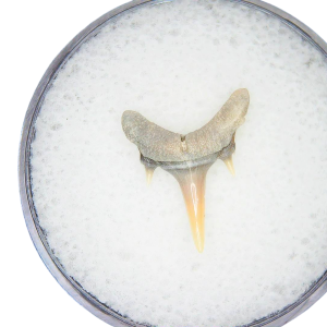 Genuine Miocene Age Odontaspis acutissima Extinct Sand Tiger Shark Tooth Fossil for Sale from North Carolina #1