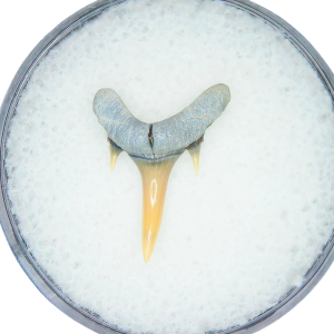 Genuine Miocene Age Odontaspis acutissima Extinct Sand Tiger Shark Tooth Fossil for Sale from North Carolina #10