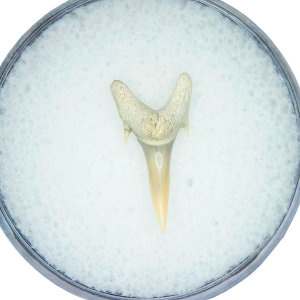 Genuine Miocene Age Odontaspis acutissima Extinct Sand Tiger Shark Tooth Fossil for Sale from North Carolina #11