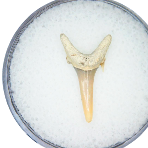 Genuine Miocene Age Odontaspis acutissima Extinct Sand Tiger Shark Tooth Fossil for Sale from North Carolina #12