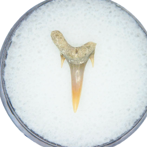 Genuine Miocene Age Odontaspis acutissima Extinct Sand Tiger Shark Tooth Fossil for Sale from North Carolina #13