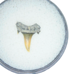 Genuine Miocene Age Odontaspis acutissima Extinct Sand Tiger Shark Tooth Fossil for Sale from North Carolina #14