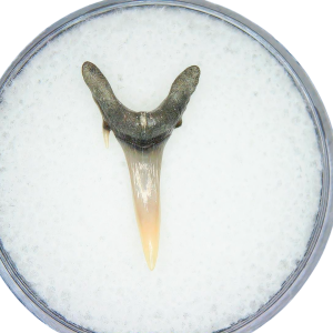 Genuine Miocene Age Odontaspis acutissima Extinct Sand Tiger Shark Tooth Fossil for Sale from North Carolina #15