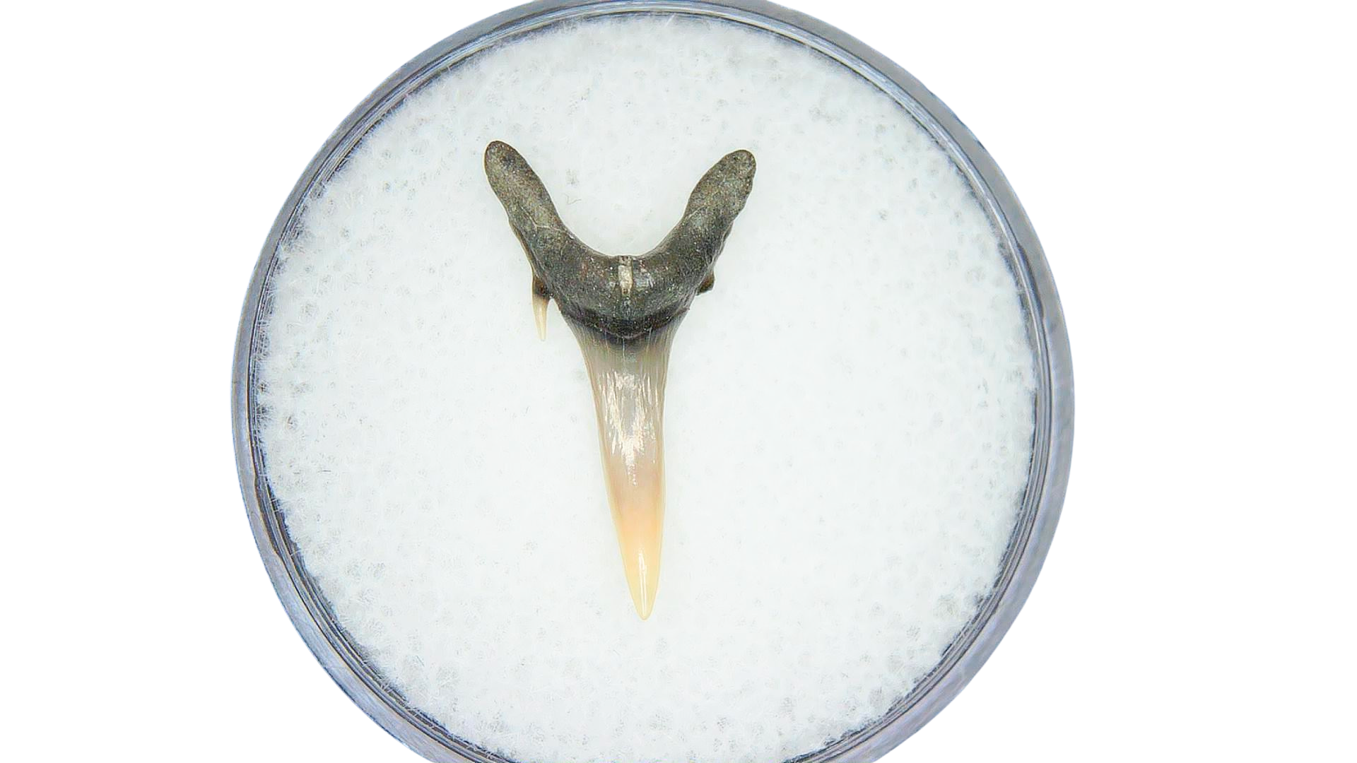 Odontaspis acutissima Extinct Sand Tiger Shark Tooth 15 | Fossils for Sale Genuine Miocene Age Odontaspis acutissima Extinct Sand Tiger Shark Tooth Fossil for Sale from North Carolina #15