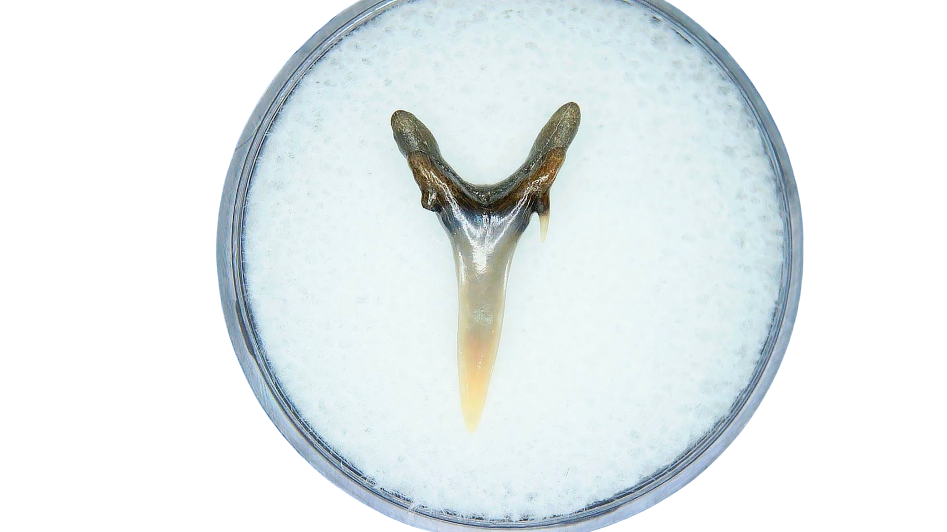 Odontaspis acutissima Extinct Sand Tiger Shark Tooth 15a | Fossils for Sale Genuine Miocene Age Odontaspis acutissima Extinct Sand Tiger Shark Tooth Fossil for Sale from North Carolina #15a