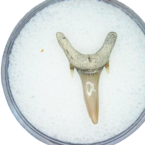 Genuine Miocene Age Odontaspis acutissima Extinct Sand Tiger Shark Tooth Fossil for Sale from North Carolina #16