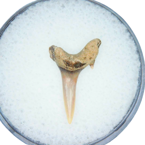 Genuine Miocene Age Odontaspis acutissima Extinct Sand Tiger Shark Tooth Fossil for Sale from North Carolina #17
