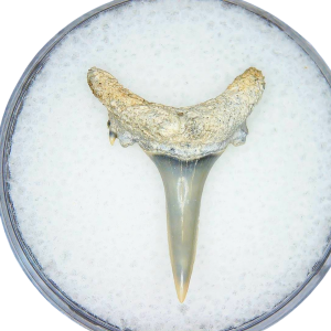 Genuine Miocene Age Odontaspis acutissima Extinct Sand Tiger Shark Tooth Fossil for Sale from North Carolina #18