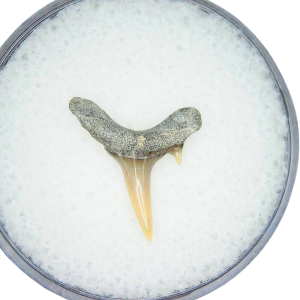 Genuine Miocene Age Odontaspis acutissima Extinct Sand Tiger Shark Tooth Fossil for Sale from North Carolina #19