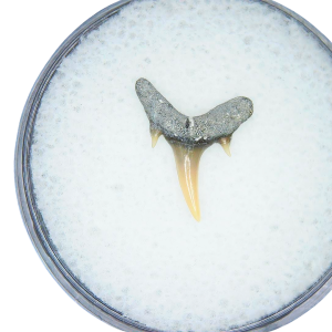 Genuine Miocene Age Odontaspis acutissima Extinct Sand Tiger Shark Tooth Fossil for Sale from North Carolina #2