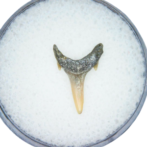 Genuine Miocene Age Odontaspis acutissima Extinct Sand Tiger Shark Tooth Fossil for Sale from North Carolina #20
