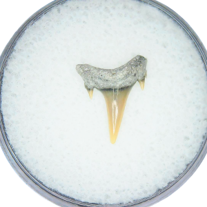 Genuine Miocene Age Odontaspis acutissima Extinct Sand Tiger Shark Tooth Fossil for Sale from North Carolina #21