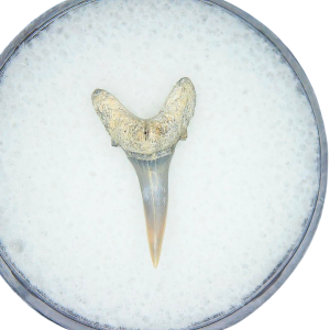 Genuine Miocene Age Odontaspis acutissima Extinct Sand Tiger Shark Tooth Fossil for Sale from North Carolina #22