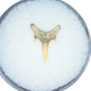 Genuine Miocene Age Odontaspis acutissima Extinct Sand Tiger Shark Tooth Fossil for Sale from North Carolina #23