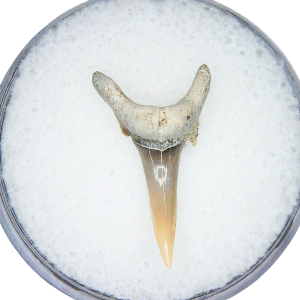 Genuine Miocene Age Odontaspis acutissima Extinct Sand Tiger Shark Tooth Fossil for Sale from North Carolina #24