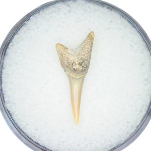 Genuine Miocene Age Odontaspis acutissima Extinct Sand Tiger Shark Tooth Fossil for Sale from North Carolina #25