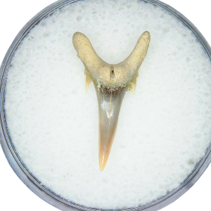 Genuine Miocene Age Odontaspis acutissima Extinct Sand Tiger Shark Tooth Fossil for Sale from North Carolina #26