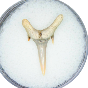 Genuine Miocene Age Odontaspis acutissima Extinct Sand Tiger Shark Tooth Fossil for Sale from North Carolina #27