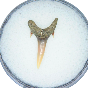 Genuine Miocene Age Odontaspis acutissima Extinct Sand Tiger Shark Tooth Fossil for Sale from North Carolina #28