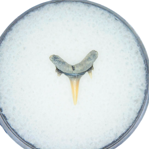 Genuine Miocene Age Odontaspis acutissima Extinct Sand Tiger Shark Tooth Fossil for Sale from North Carolina #29
