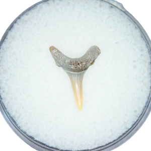 Genuine Miocene Age Odontaspis acutissima Extinct Sand Tiger Shark Tooth Fossil for Sale from North Carolina #3