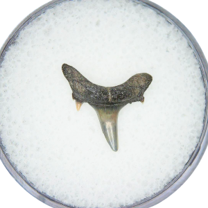Genuine Miocene Age Odontaspis acutissima Extinct Sand Tiger Shark Tooth Fossil for Sale from North Carolina #30