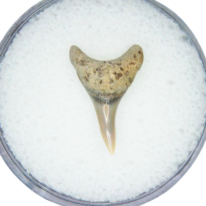 Genuine Miocene Age Odontaspis acutissima Extinct Sand Tiger Shark Tooth Fossil for Sale from North Carolina #31
