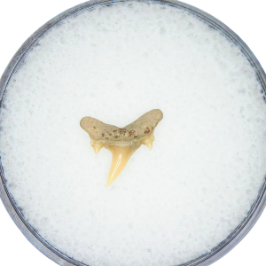 Genuine Miocene Age Odontaspis acutissima Extinct Sand Tiger Shark Tooth Fossil for Sale from North Carolina #32