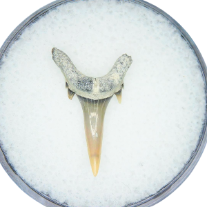 Genuine Miocene Age Odontaspis acutissima Extinct Sand Tiger Shark Tooth Fossil for Sale from North Carolina #33