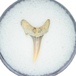 Genuine Miocene Age Odontaspis acutissima Extinct Sand Tiger Shark Tooth Fossil for Sale from North Carolina #34