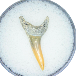 Genuine Miocene Age Odontaspis acutissima Extinct Sand Tiger Shark Tooth Fossil for Sale from North Carolina #35