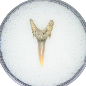 Genuine Miocene Age Odontaspis acutissima Extinct Sand Tiger Shark Tooth Fossil for Sale from North Carolina #36