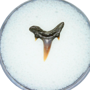 Genuine Miocene Age Odontaspis acutissima Extinct Sand Tiger Shark Tooth Fossil for Sale from North Carolina #37