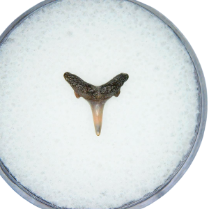 Genuine Miocene Age Odontaspis acutissima Extinct Sand Tiger Shark Tooth Fossil for Sale from North Carolina #38