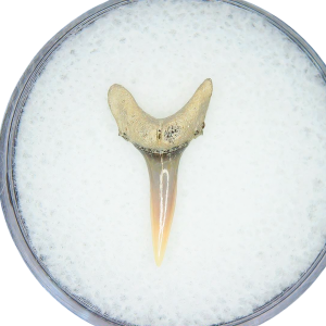 Genuine Miocene Age Odontaspis acutissima Extinct Sand Tiger Shark Tooth Fossil for Sale from North Carolina #39
