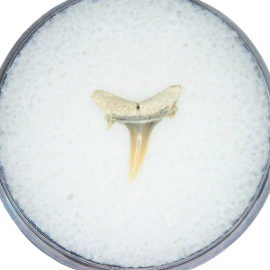Genuine Miocene Age Odontaspis acutissima Extinct Sand Tiger Shark Tooth Fossil for Sale from North Carolina #4